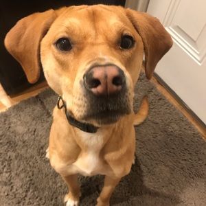 Meet your Posher, Megan